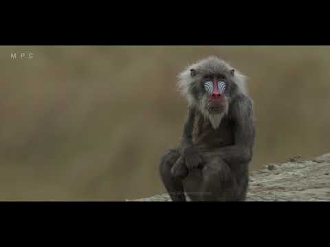 MPC Film - Stars of The Lion King