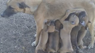 Fizemos uma canja de galinha e levamos pros cachorrinhos da roa! 