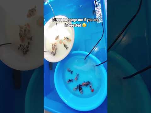How to acclimate new fish?