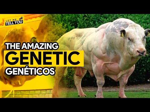 THE MOST CONTROVERSIAL GENETIC EXPERIMENTS - LET ME TELL YOU