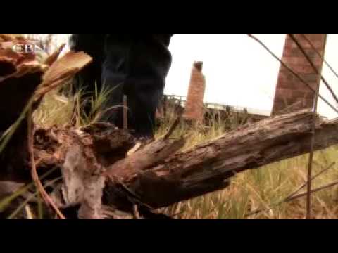 Witness21  2010 02 05