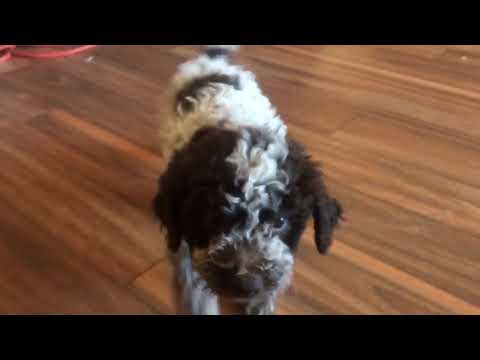 Blue and Green Boy Lagotto pups
