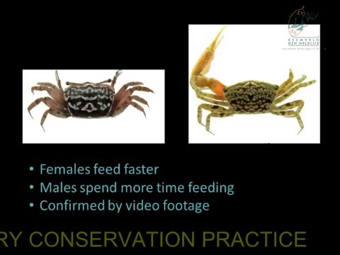 2014D4S33L2 Nasreen Peer The systematics & ecology of fiddler crabs in KZN, emphasis on feeding