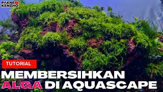 TUTORIAL Membersihkan Alga membandel Di Aquascape