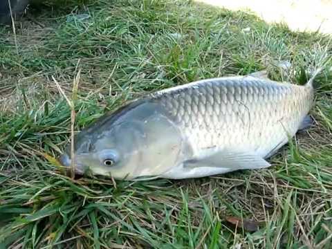 ArtOfWar. Иллюстрации к "Отпуск во время войны.