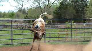 Ugly Kid Joe 2yr old bucking bull Ferguson Bucking Bulls