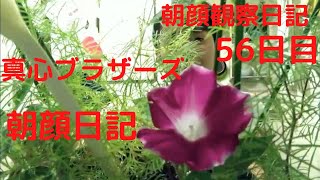 【真心ブラザーズ】ザッキーの朝顔観察日記。５６日目「朝顔日記」【ブーメラン学園】
