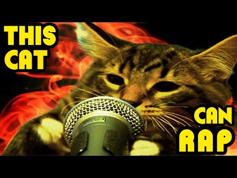 This Cat Can Rap - THE RAPPING CATS