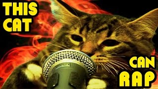 This Cat Can Rap - THE RAPPING CATS
