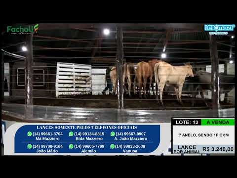 Leilão Leilomazi - Dois Córregos (04/02/2026)