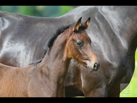Stutfohlen von Fürst Samarant