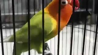 Download lagu MASTERAN Lovebird Dengan Gaya Unik mp3 Download lagu MASTERAN Lovebird Dengan Gaya Unik mp3