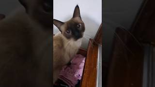 Do que será que a FOFINHA tá QUERENDO brincar