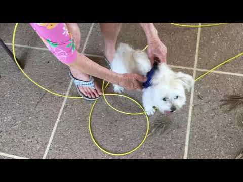 How to use the Boots and Barkley cable tie out dog leash