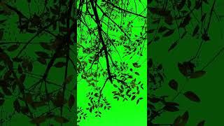 Download lagu Download Free Green Screen Tree Silhouette | High-Quality Chroma Key Footage mp3
