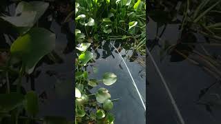 Download lagu Serunya mancing ikan wader di rawa rawa pake pancing lentur , ikan lagi kelaparan mp3 Download lagu Serunya mancing ikan wader di rawa rawa pake pancing lentur , ikan lagi kelaparan mp3