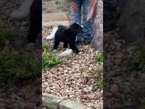 Ooh lala LOLA bernedoodle bear puppy