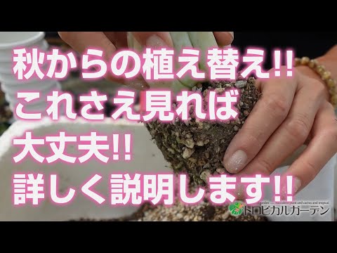 多肉植物の植え替え方法 多肉植物用の土の手順