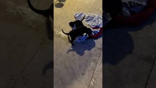 Video preview image #1 Labrador Retriever Puppy For Sale in Boca Raton, FL, USA