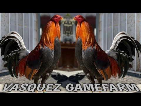 Rancho Hermanos Vasquez | Vasquez Farm