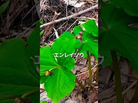 エンレイソウ カテスバエイ