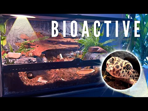 Bioactive Vivarium for a Leopard Gecko
