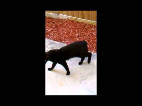 Feral Kitty Cat 1946