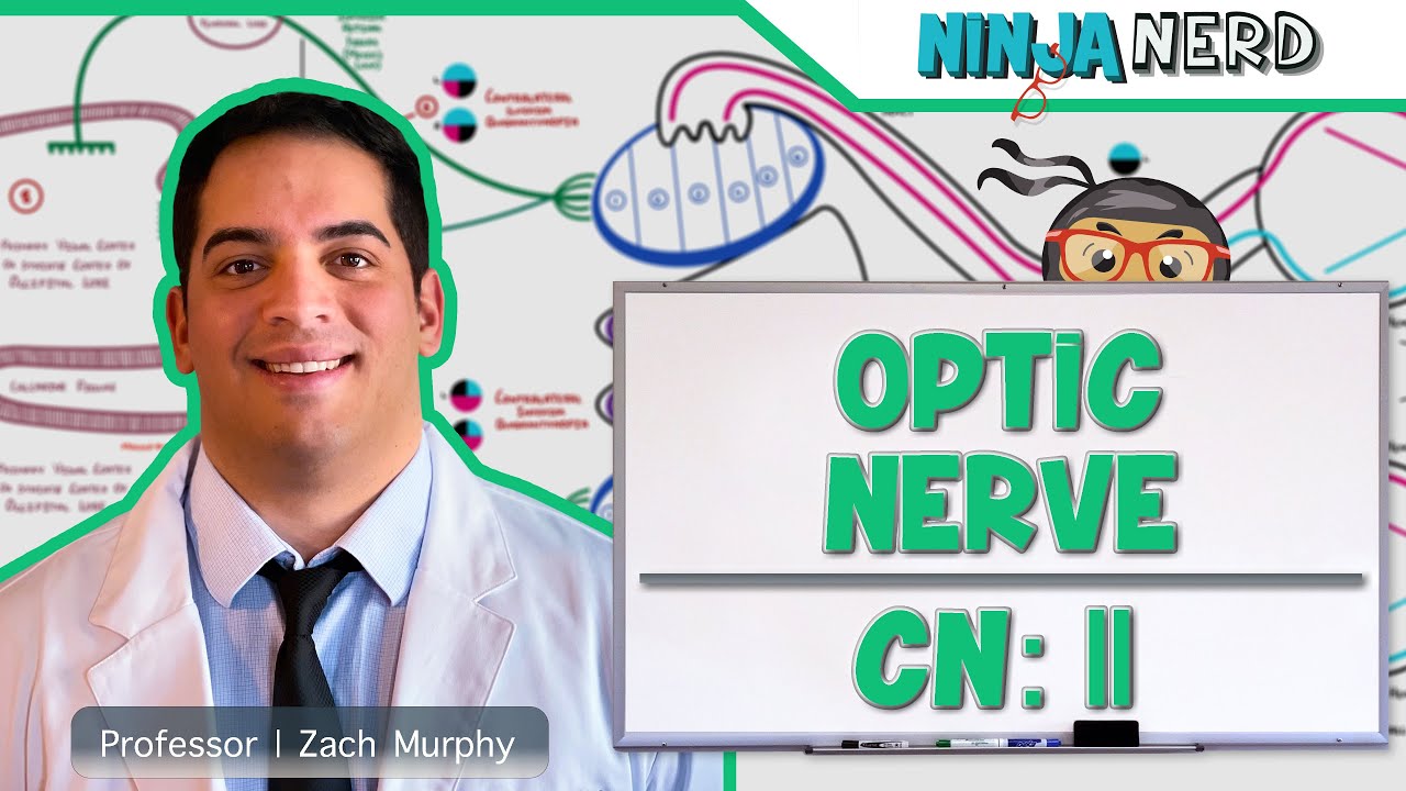 Neurology | Optic Nerve | Cranial Nerve II: Visual Pathway and Lesions