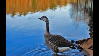 Mandolin Orange - &quot;Settled Down&quot;