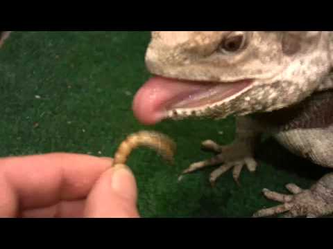Frilled Dragon Macro Lens Hand Feeding-