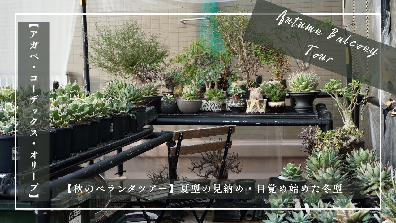 【秋のベランダツアー】夏型の見納め・目覚め始めた冬型【アガベ・コーデックス・オリーブ】