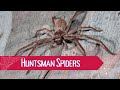 Huntsman Spiders In Australia Are They Dangerous ️