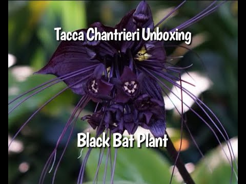 , title : 'Growing the Tacca Chantrieri indoors as a houseplant- Black Bat Plant | Beautiful Black Flower Plant'