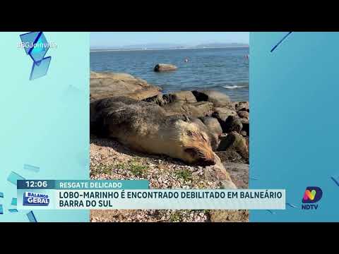 Lobo-marinho debilitado é resgatado em praia de Balneário Barra do Sul