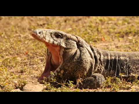 Jaguars and the Wildlife of the Pantanal Photo Tour