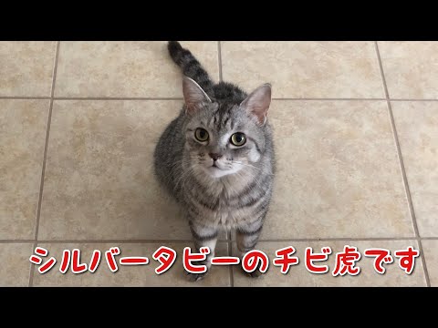 Meet Chibi! Lovely Silver Tabby Cat