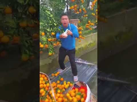 Orange 🍊🍊 harvest video in river #shorts #shortvideo #viral