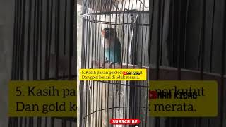 Download lagu Rawatan Lovebird Paud Balibu Biar Ngekek mp3 Download lagu Rawatan Lovebird Paud Balibu Biar Ngekek mp3