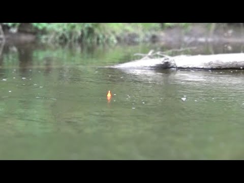 River Fishing Giant KING SALMON With BOBBER DOWNS!