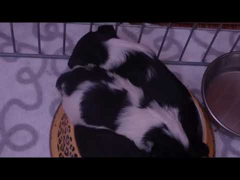 Padli jsme únavou po dobrém obídku ...  00042