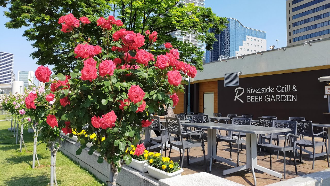 Catch a serene glimpse of Nakanoshima Park, with lush greenery, and tranquil paths!