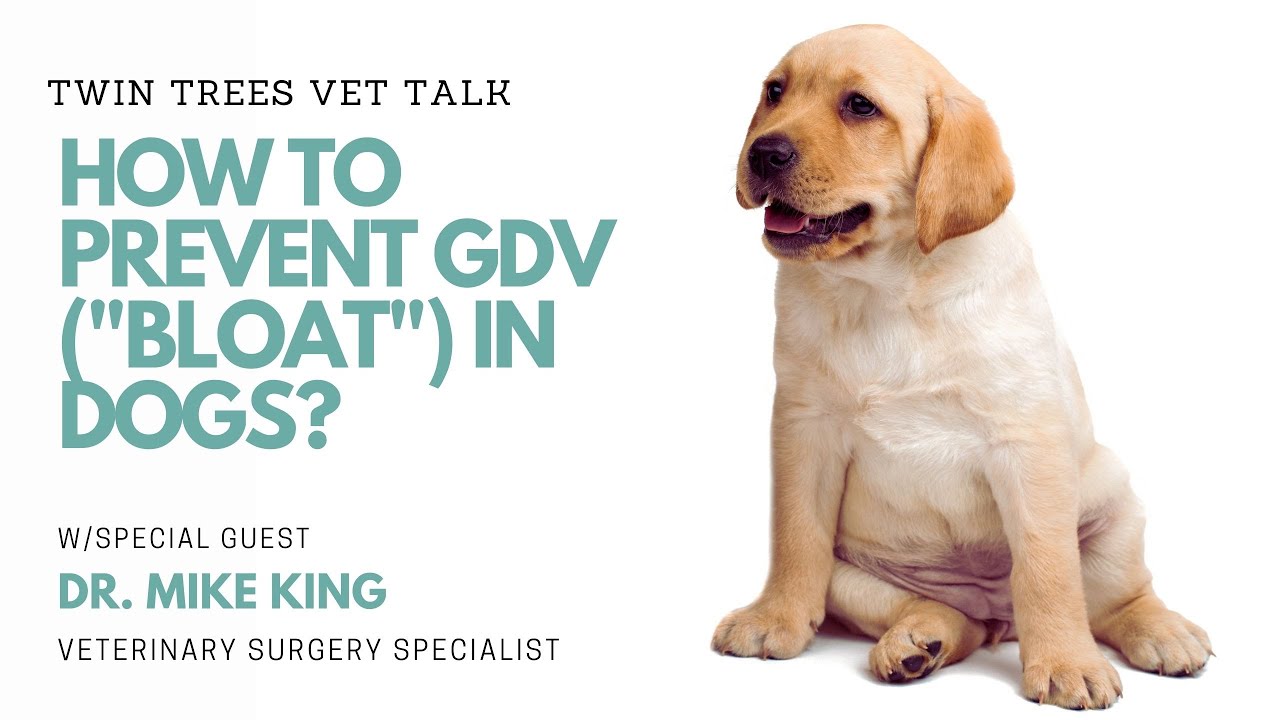 How to prevent GDV [a.k.a Bloat] in Dogs │ Twin Trees Vet Talk (FREE VET ADVICE PODCAST)