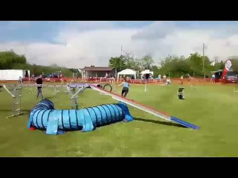 KRAFT-Monor Kupa Open Agility 1. hely Muszi