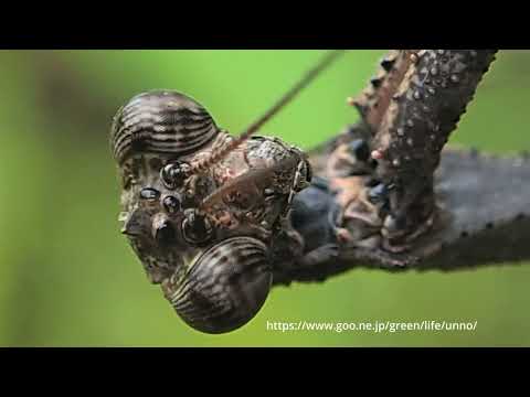 世界のカマキリ