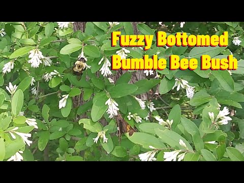 Fuzzy Bottomed Bumble Bee Bush