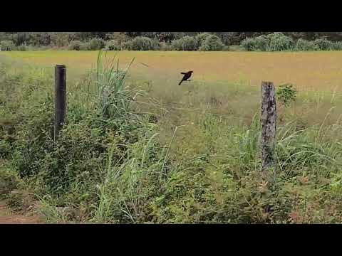 O maior plantio de arroz que eu já vi.