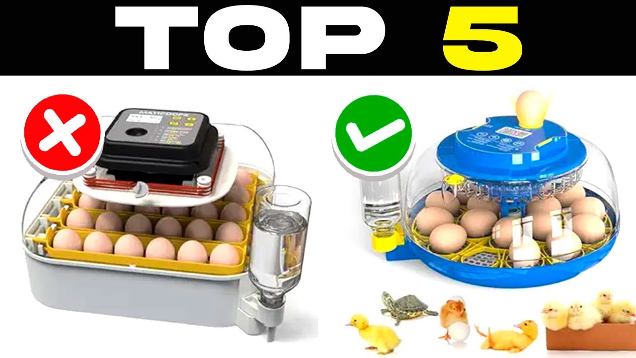 TOP 5 BEST EGG INCUBATORS 2026 | Affordable CHICKEN INCUBATORS on AMAZON