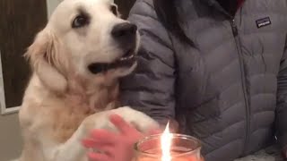 Protective Dog Keeps Owner's Fingers Away from Candle