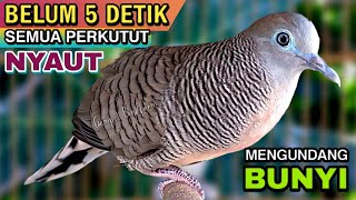 Download lagu Perkutut Lokal Gacor Suara Besar Pancingan Burung Perkutut Agar Cepat Bunyi. mp3