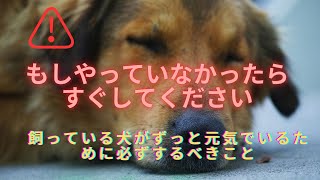 【ペット初心者の方必見！基本だが重要！】犬が長生きで健康でいるために最低限するべきこと６選